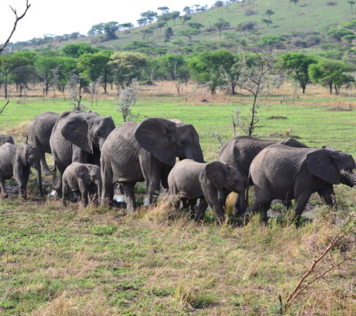 Elephant family walking across Serengeti National Park