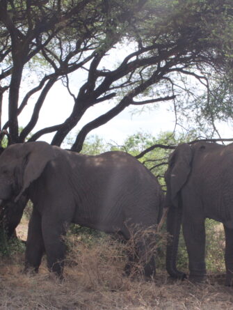 Giant Tusker Elephant in Natural Habitat
