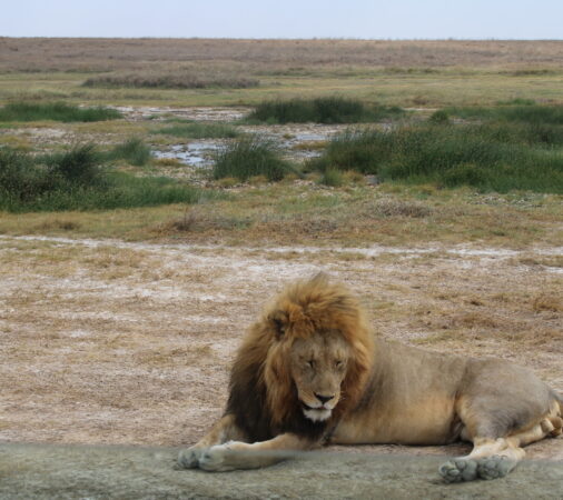 “Lion resting on the endless plains of Serengeti National Park”