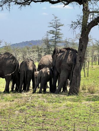 elephant family
