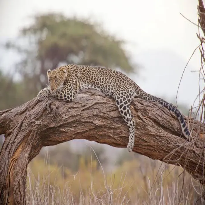 Explore the best of Tarangire National Park