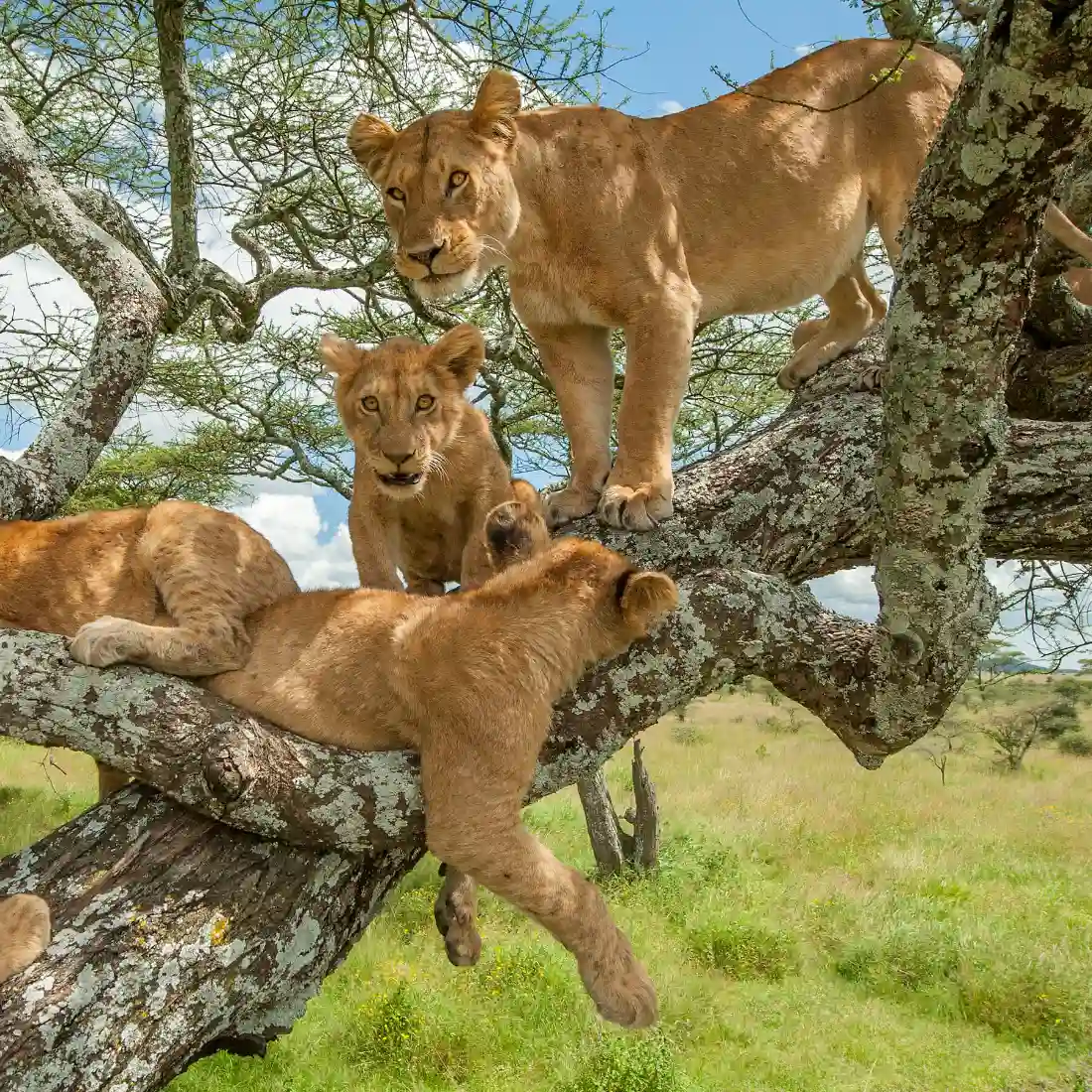 Manyara tree climbing lions