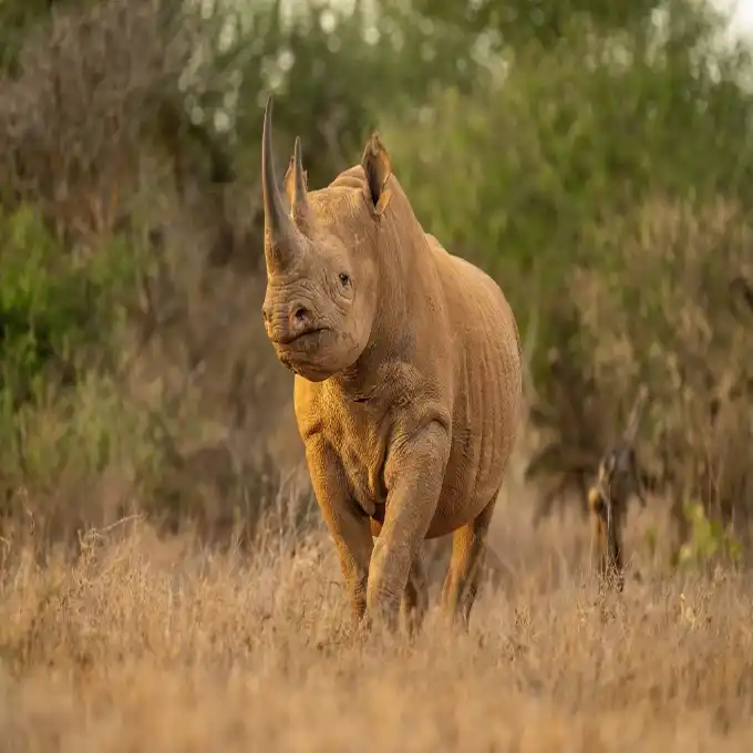 Mkomazi National Park is one of Tanzania's premier destinations for spotting the critically endangered Eastern black rhino