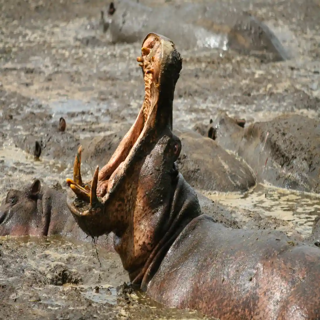 Hippos' paradise at Katavi