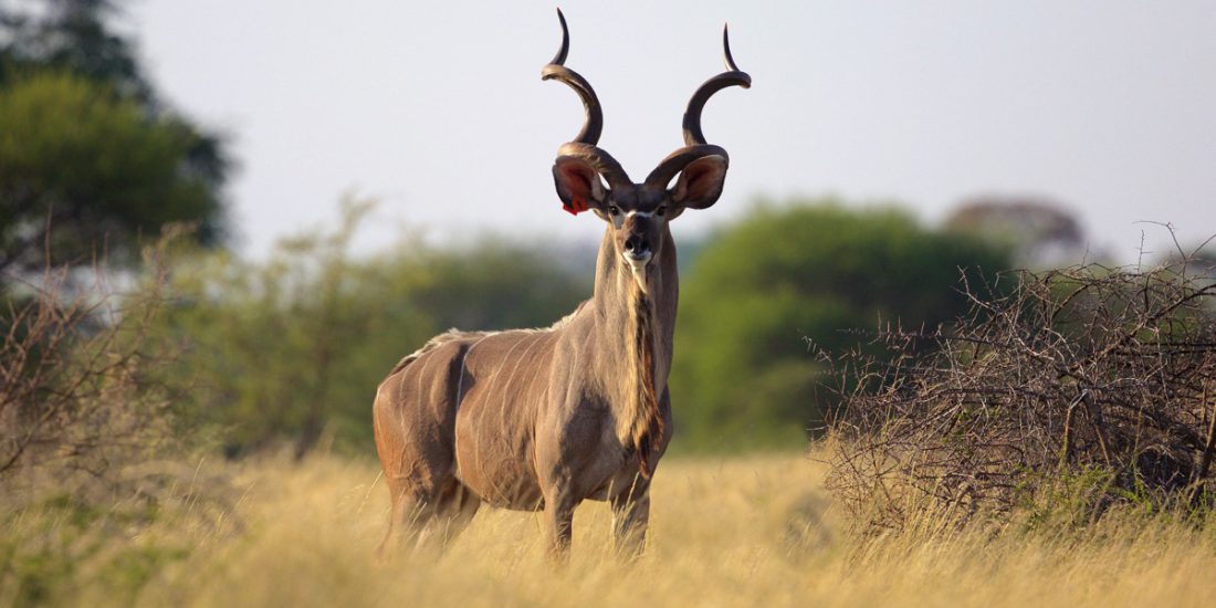 A home to the greater and lesser kudu can both be found at Ruaha