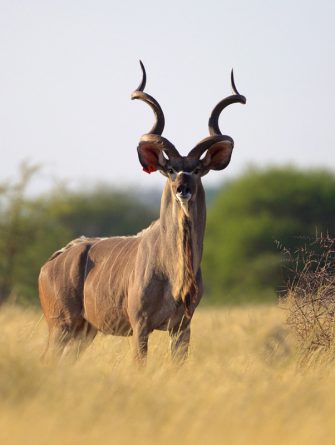 A home to the greater and lesser kudu can both be found at Ruaha