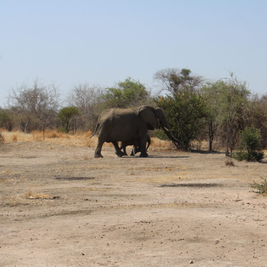 elephant