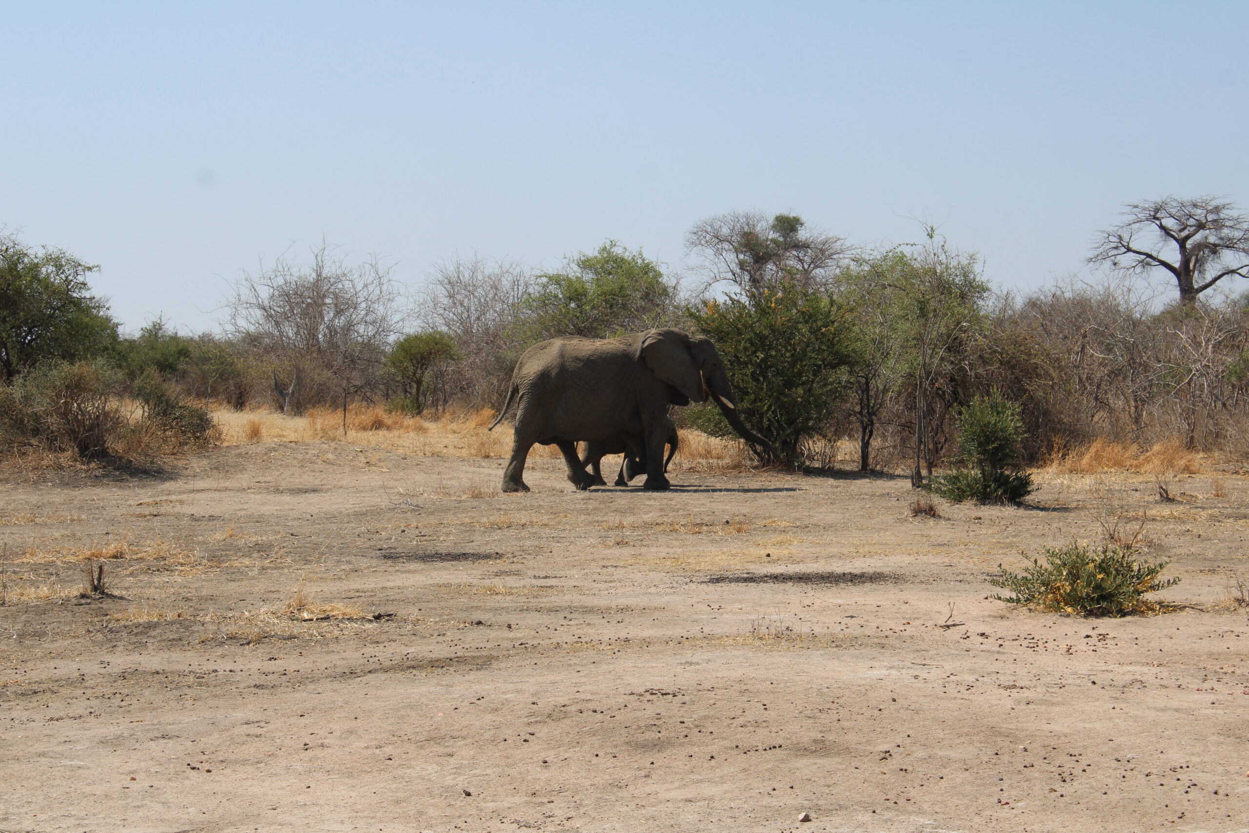 elephant