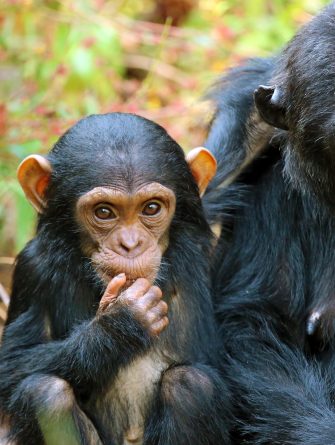 a home of chimps paradise