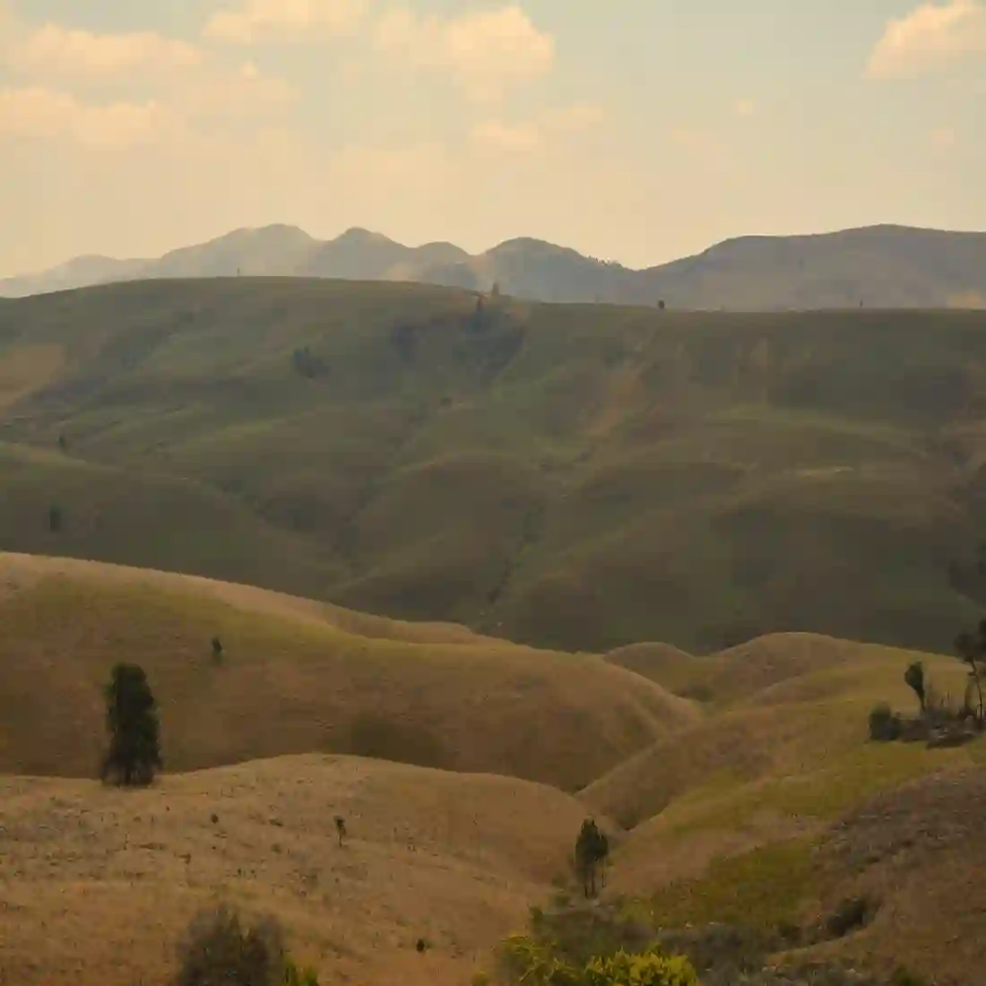 Home to over 350 wildflower species, orchids, and pristine montane meadows.