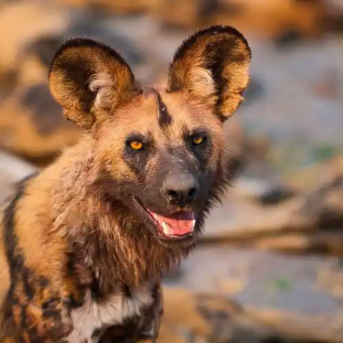 Ruaha is one of the best places in East Africa to see African wild dogs, also known as painted wolves