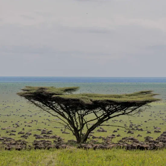 Where to Stay in Serengeti National Park for great migrations